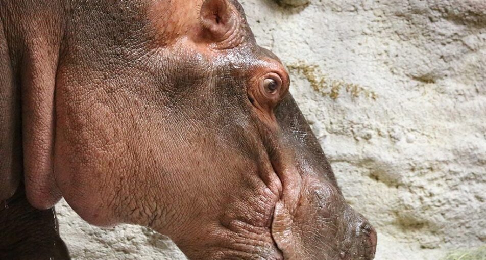 river hippo sniffing the ground