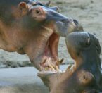 river hippos being vocal