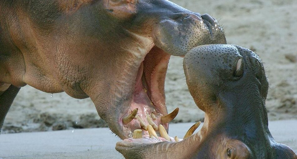 river hippos being vocal