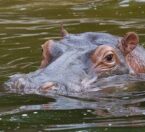 river hippo in water