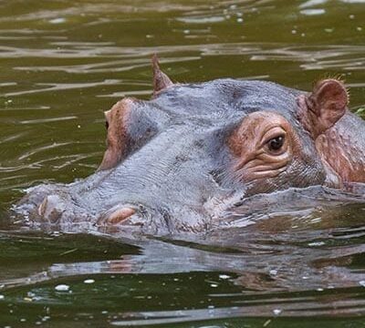 River Hippopotamus - Denver Zoo