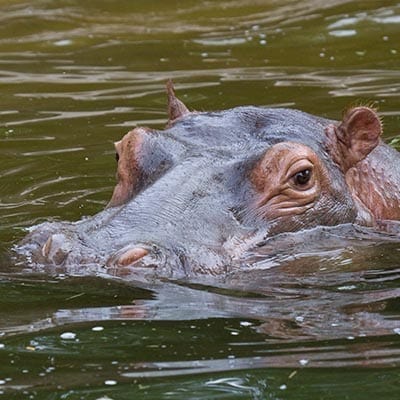 river hippo in water