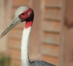 profile view of sarus crane