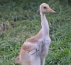 sarus crane chick
