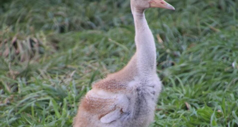 sarus crane chick