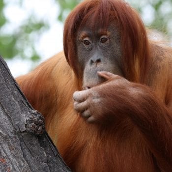 orangutan at the denver zoo