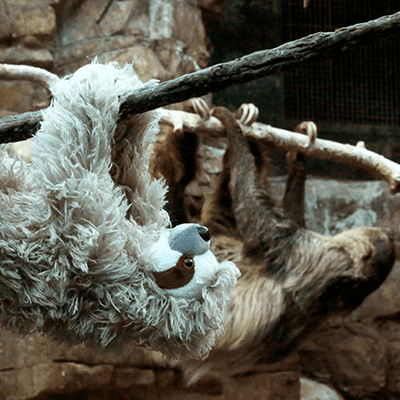 sloth stuffed animal hangin gon tree in habitat with real sloth