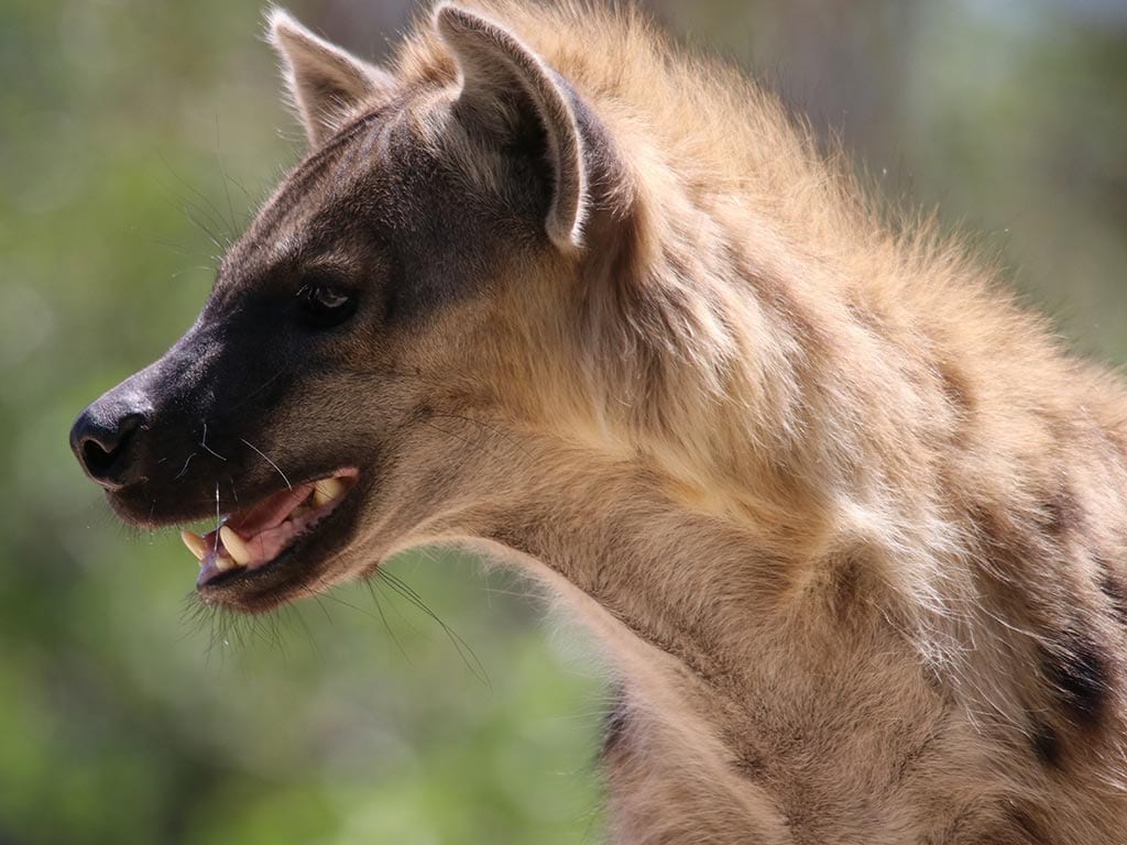 spotted-hyena-denver-zoo