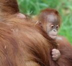 Baby Sumatran orangutan holding mom