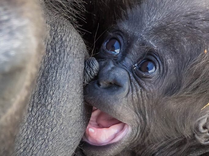 Baby gorilla nursing