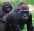 Baby gorilla on mom's back