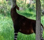 Okapi eating from tree