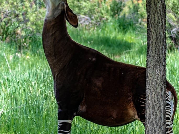 Okapi eating from tree