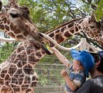 Father and son feeding giraffes