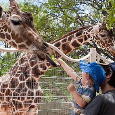 Father and son feeding giraffes