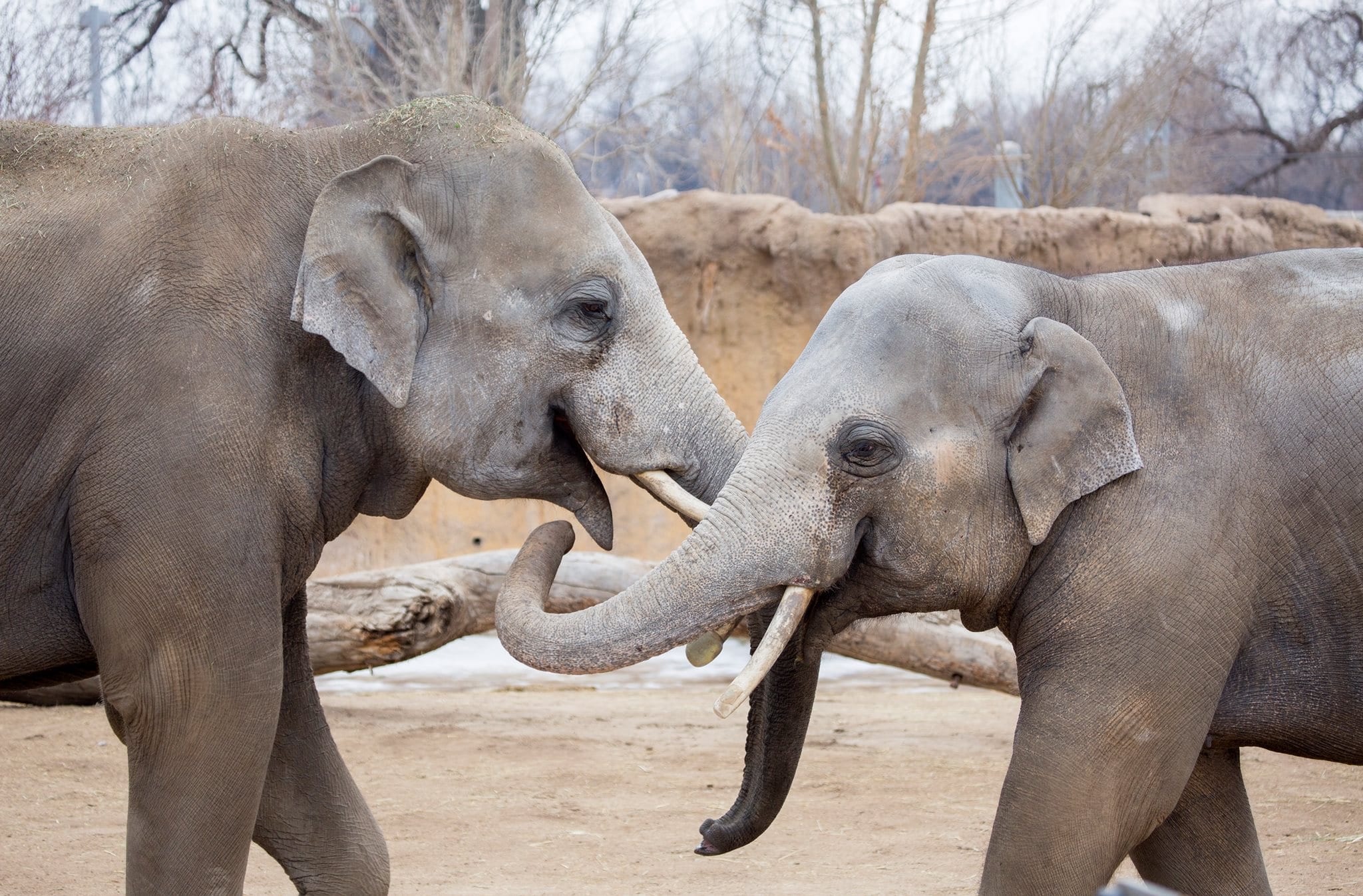 Denver Zoo Awarded Prestigious Grants to Support Conservation, Animal Welfare