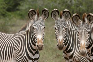 Zebras as part of Denver Zoo's conservation efforts