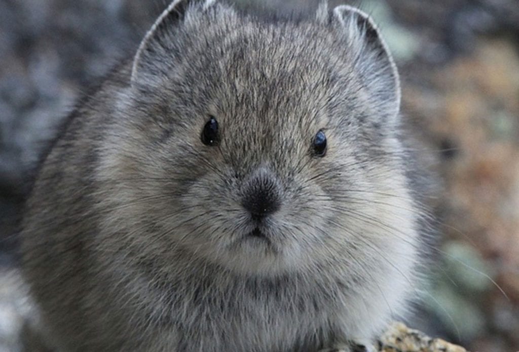 Pike in the Rocky Mountains as part of Denver Zoo's conservation efforts.