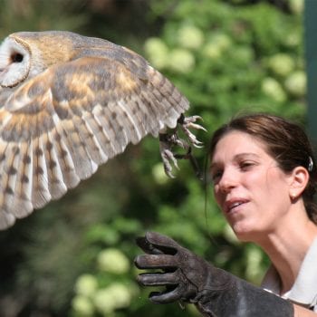 Animal trainer with owl