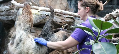 Careers in Conservation Biology - Denver Zoo