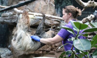 Zookeeper checking on a sloth