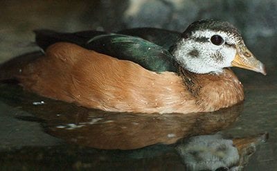 LUCY THE AFRICAN PYGMY GOOSE