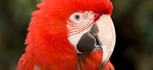 GULLIVER THE GREEN-WINGED MACAW