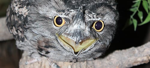 RORY THE TAWNY FROGMOUTH