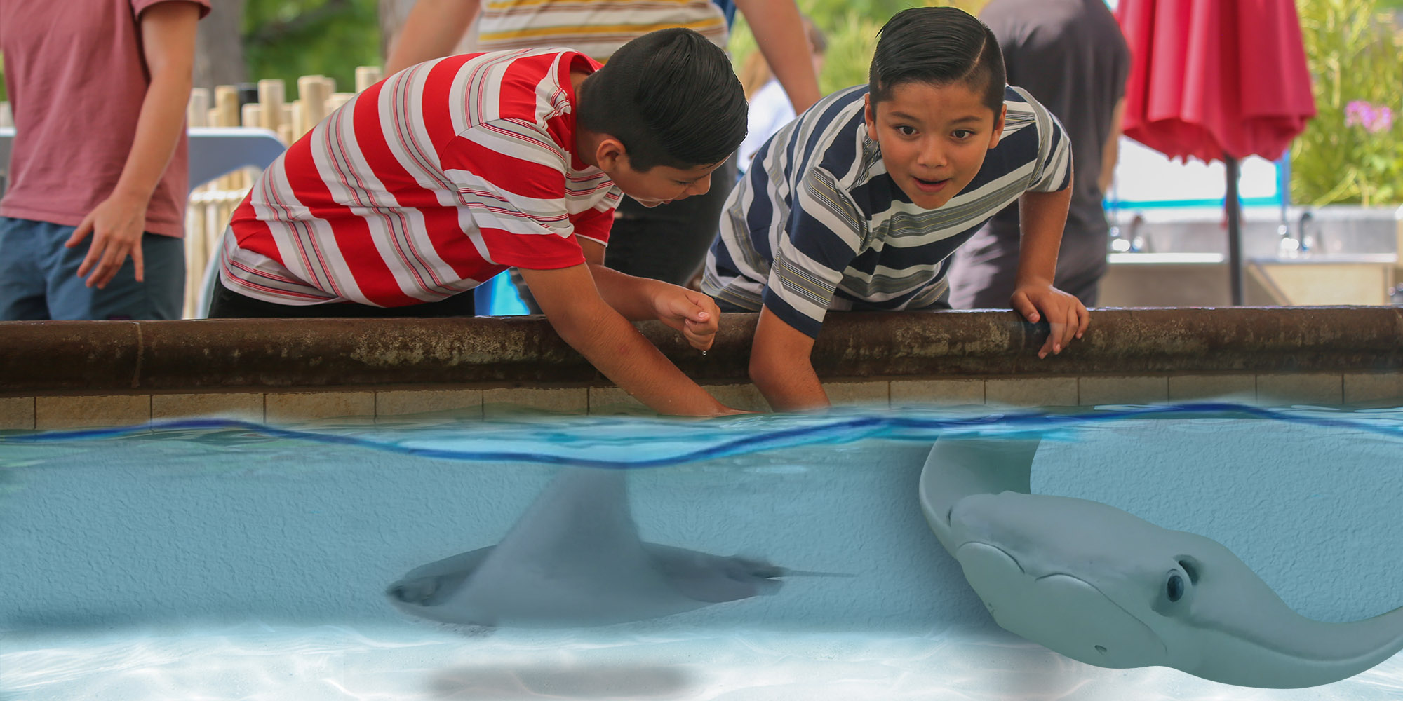 Stingray Cove™ - Denver Zoo