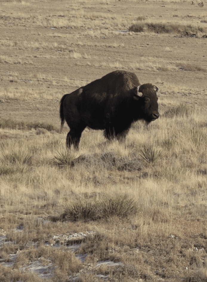 Denver Zoo Donates Three Bison to Southern Plains Land Trust
