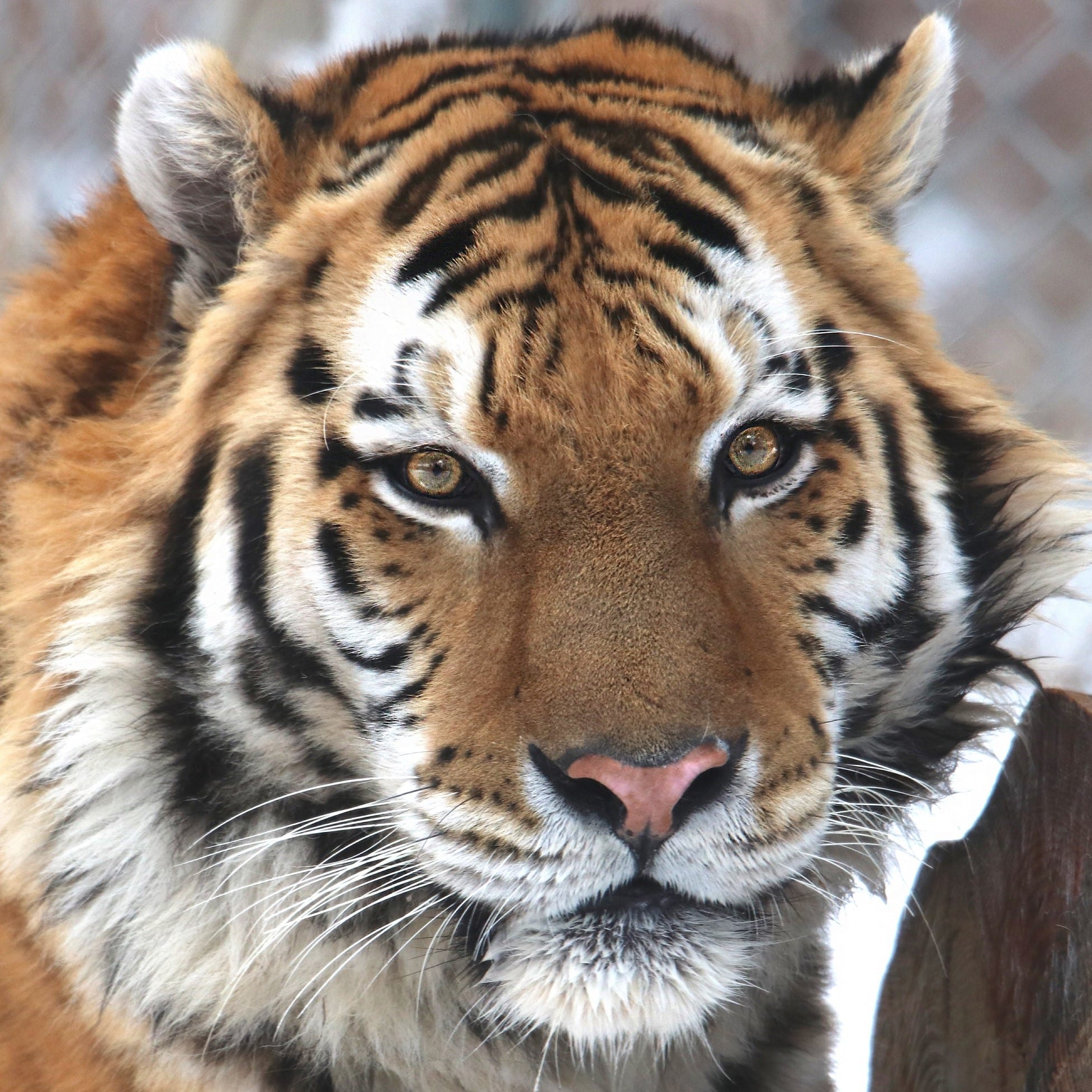 Denver Zoo Welcomes New Amur Tiger Denver Zoo