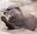 Asian Small Clawed Otter Tile