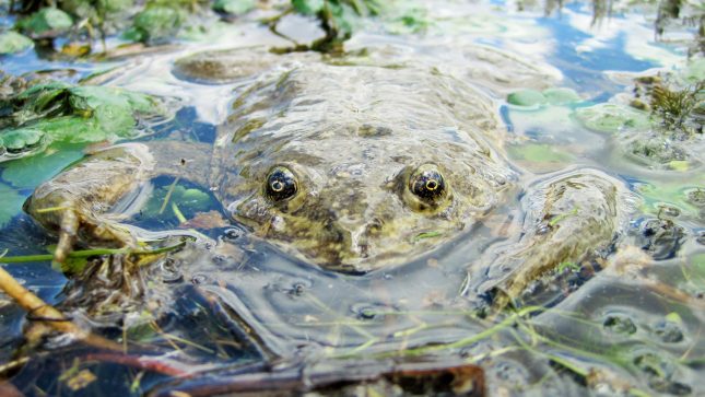 Junin Frog Underwater - Hero