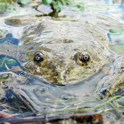 Junin Frog Underwater - Andrew Watson - Thumb