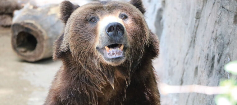 grizzly bear smiling