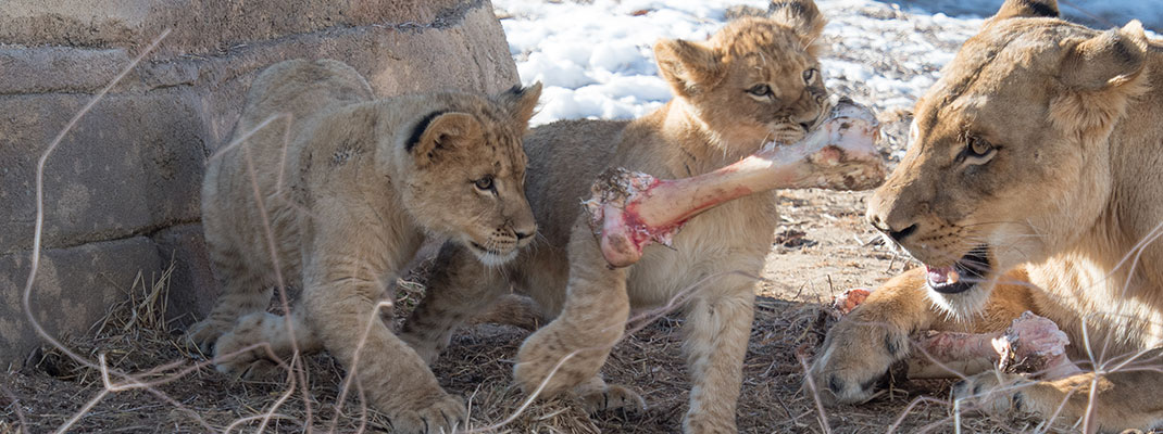 Lion Cubs working on a Carcass