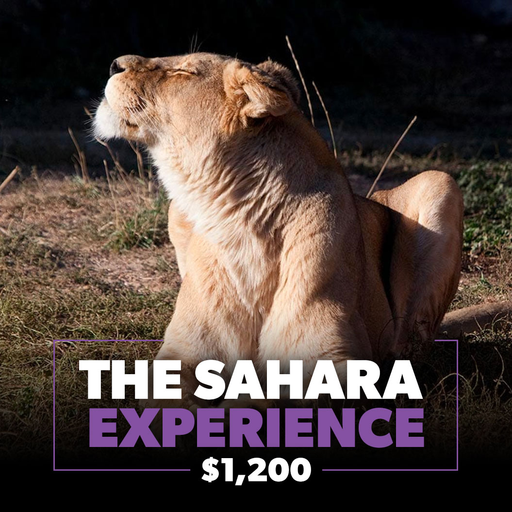 Zoo Pride SAHARA