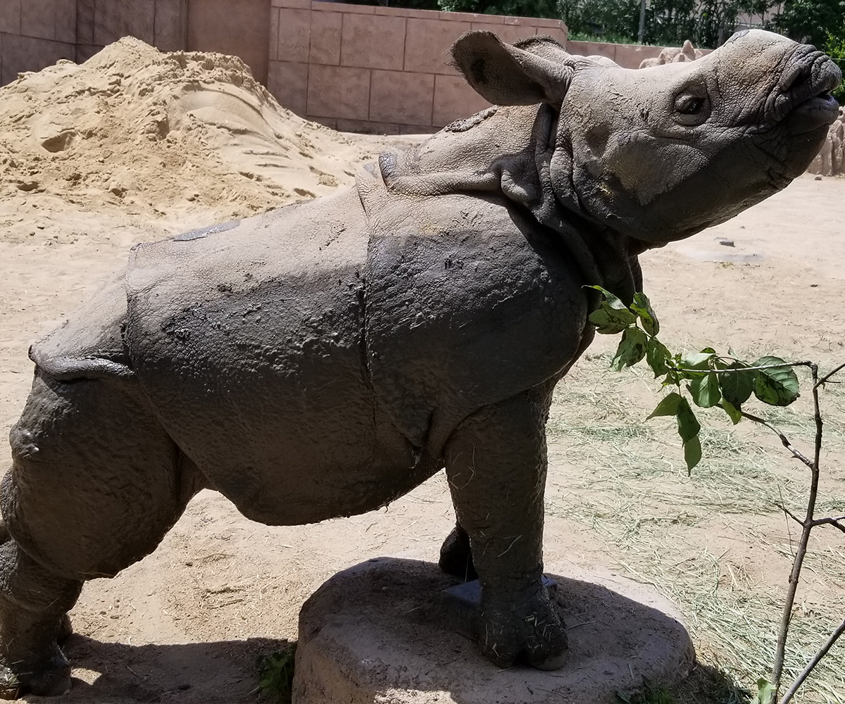 Do You Know a Rhino? - Denver Zoo