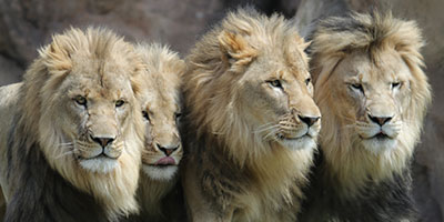 males lions