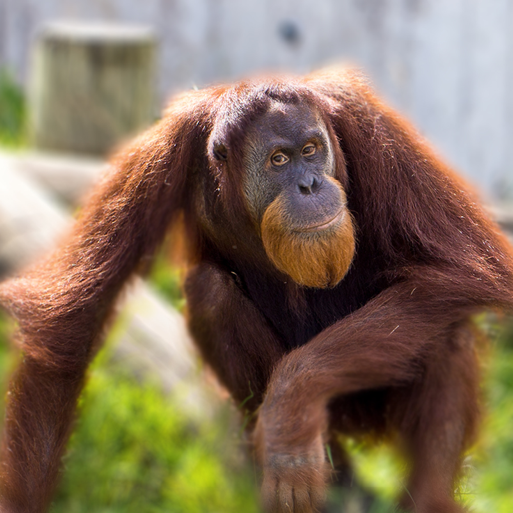 visit denver zoo