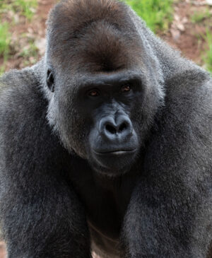 Gorilla Kal Featured