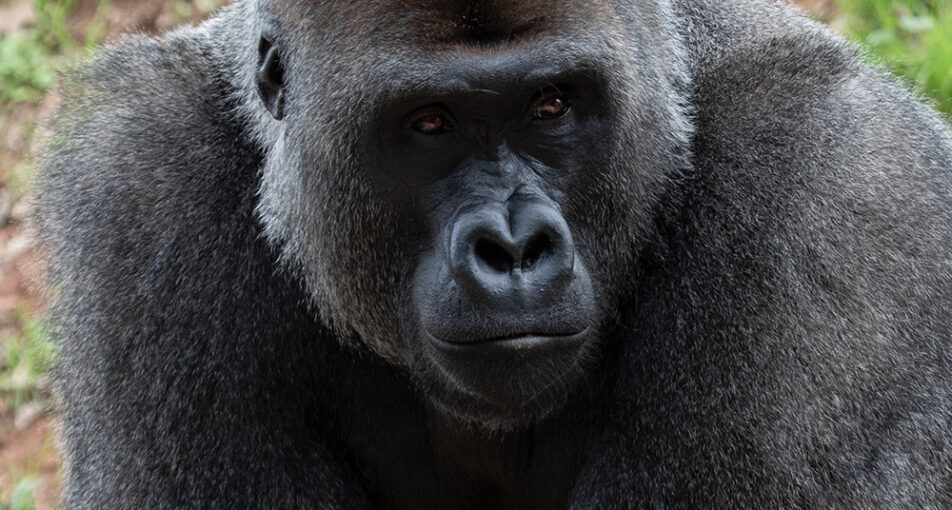 Gorilla Kal Featured