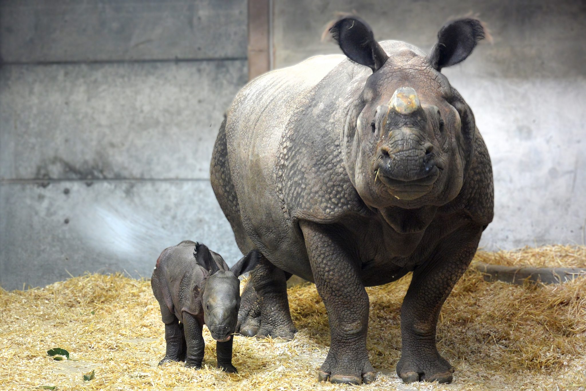 The calf was starting to explore her new home in Toyota Elephant Passage hours after birth. 