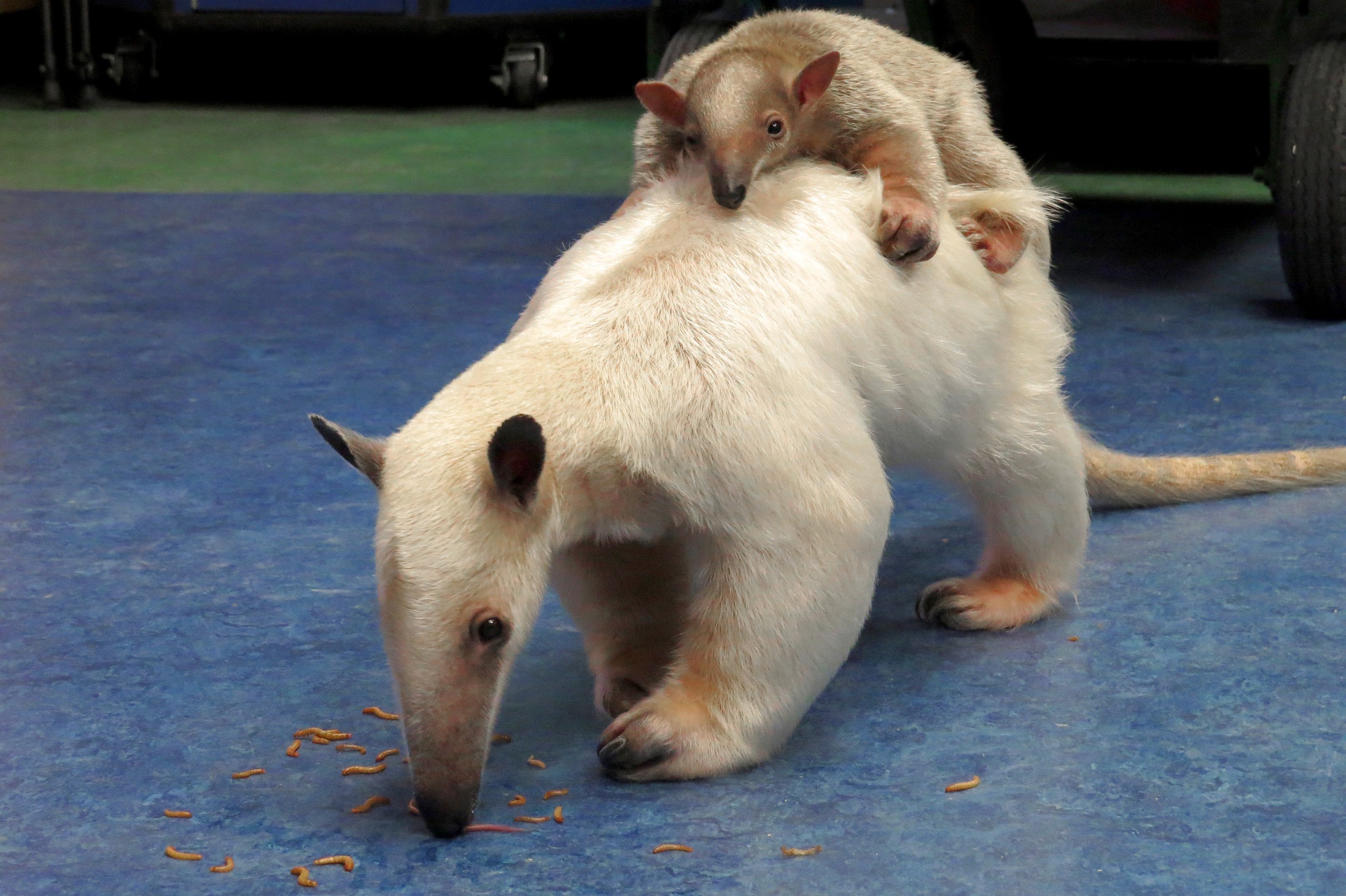 Two Adorable But Incredibly Defensive Tamanduas (Anteaters) Meet