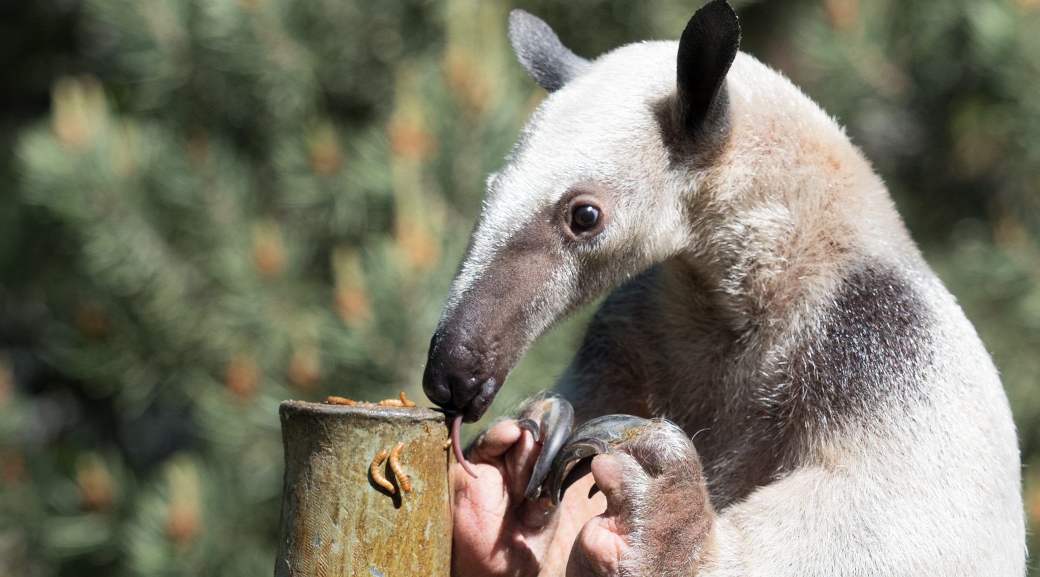 Southern Anteater (Tamandua tetradactyla) in defensive position