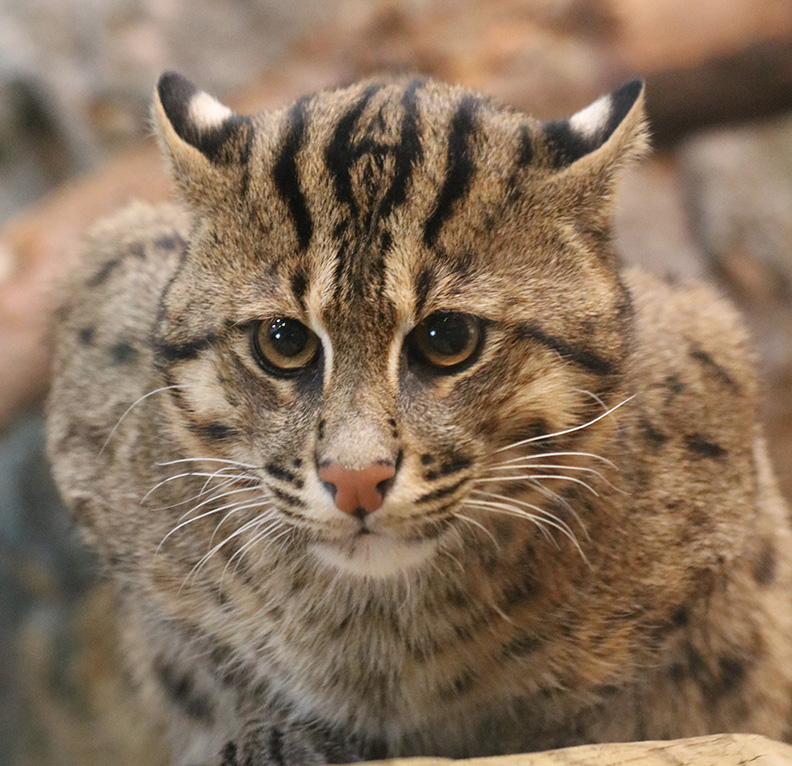 Happy Fishing Cat February! Did You You?: The Fishing Cat (Prionailurus  viverrinus) is an feline species native to swamps, wetlands and m