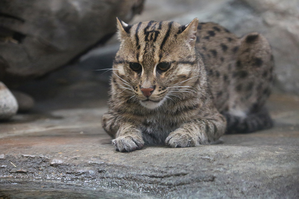 Happy Fishing Cat February! Did You You?: The Fishing Cat (Prionailurus  viverrinus) is an feline species native to swamps, wetlands and m