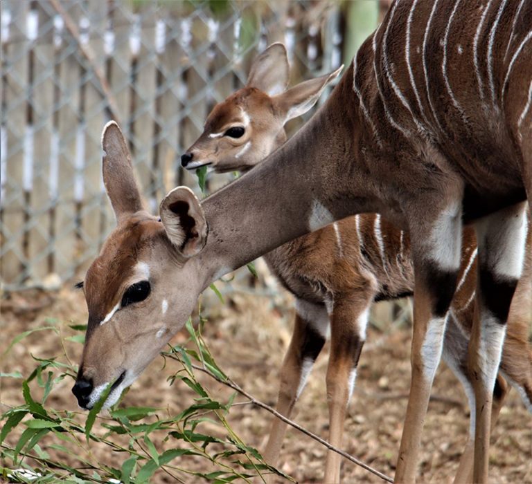 Lesser Kudu - Denver Zoo Conservation Alliance
