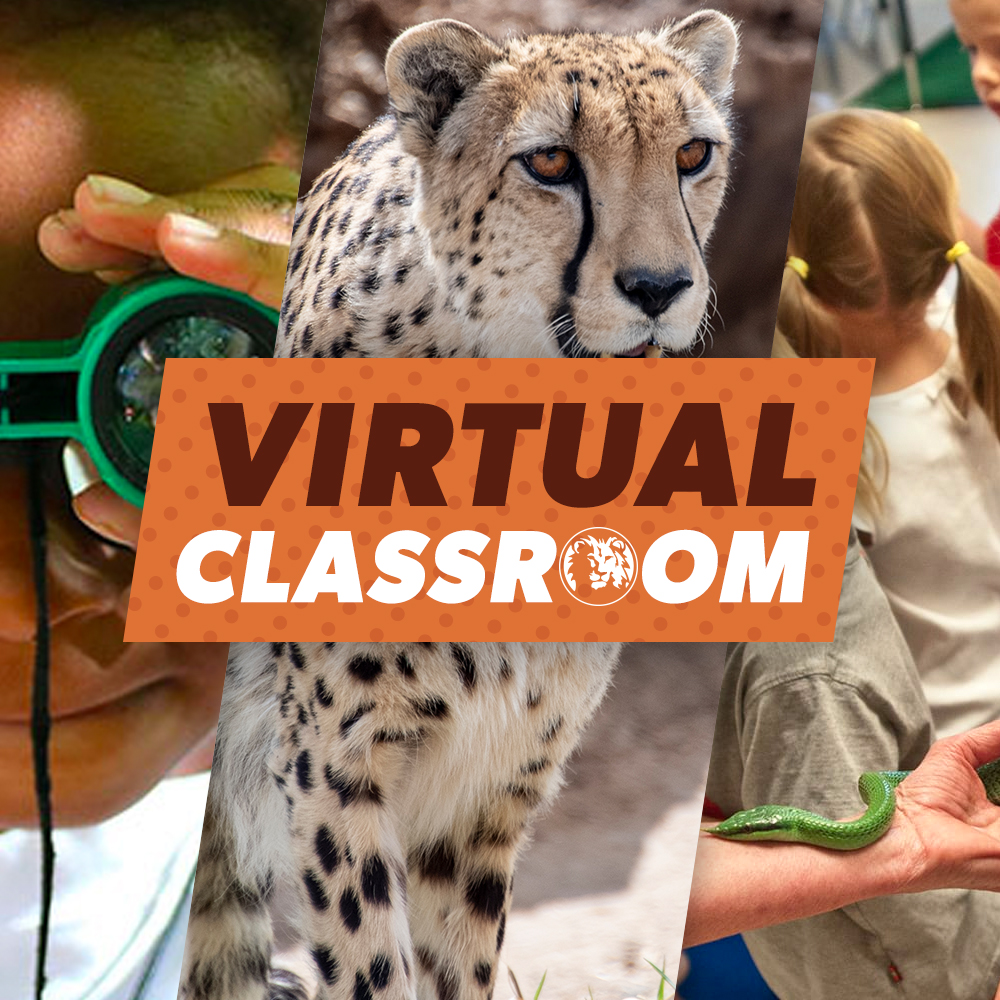 Virtual Classroom Denver Zoo