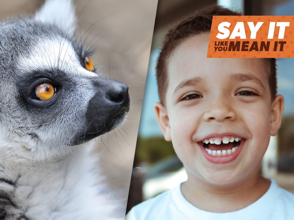 Zoo to You Virtual Safari Denver Zoo